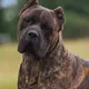 TJ profile