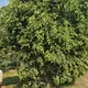 Jot profile