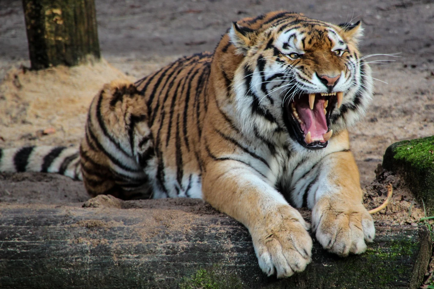 tigercats38 profile