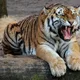 tigercats38 profile