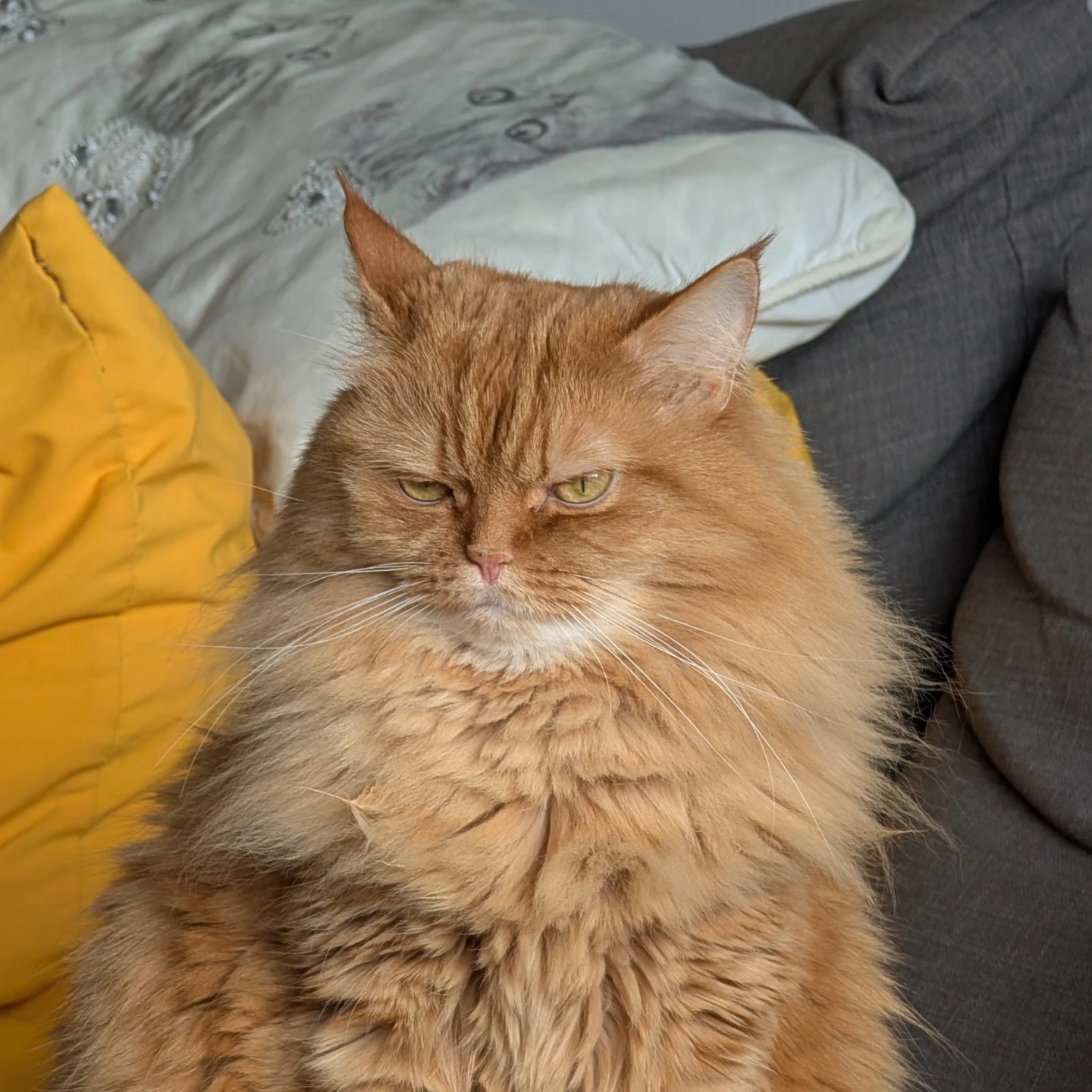 Maxwell profile