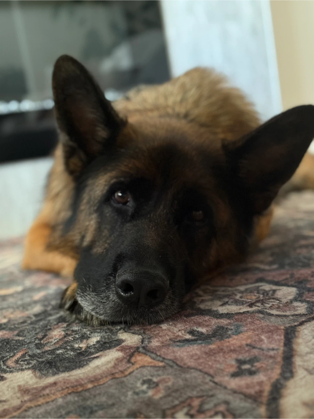 Don profile