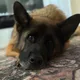 Don profile