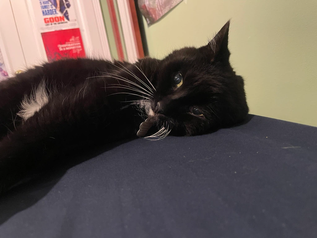 Gary the Cat profile