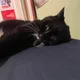Gary the Cat profile