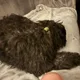 Abbigale profile