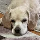 Hank profile