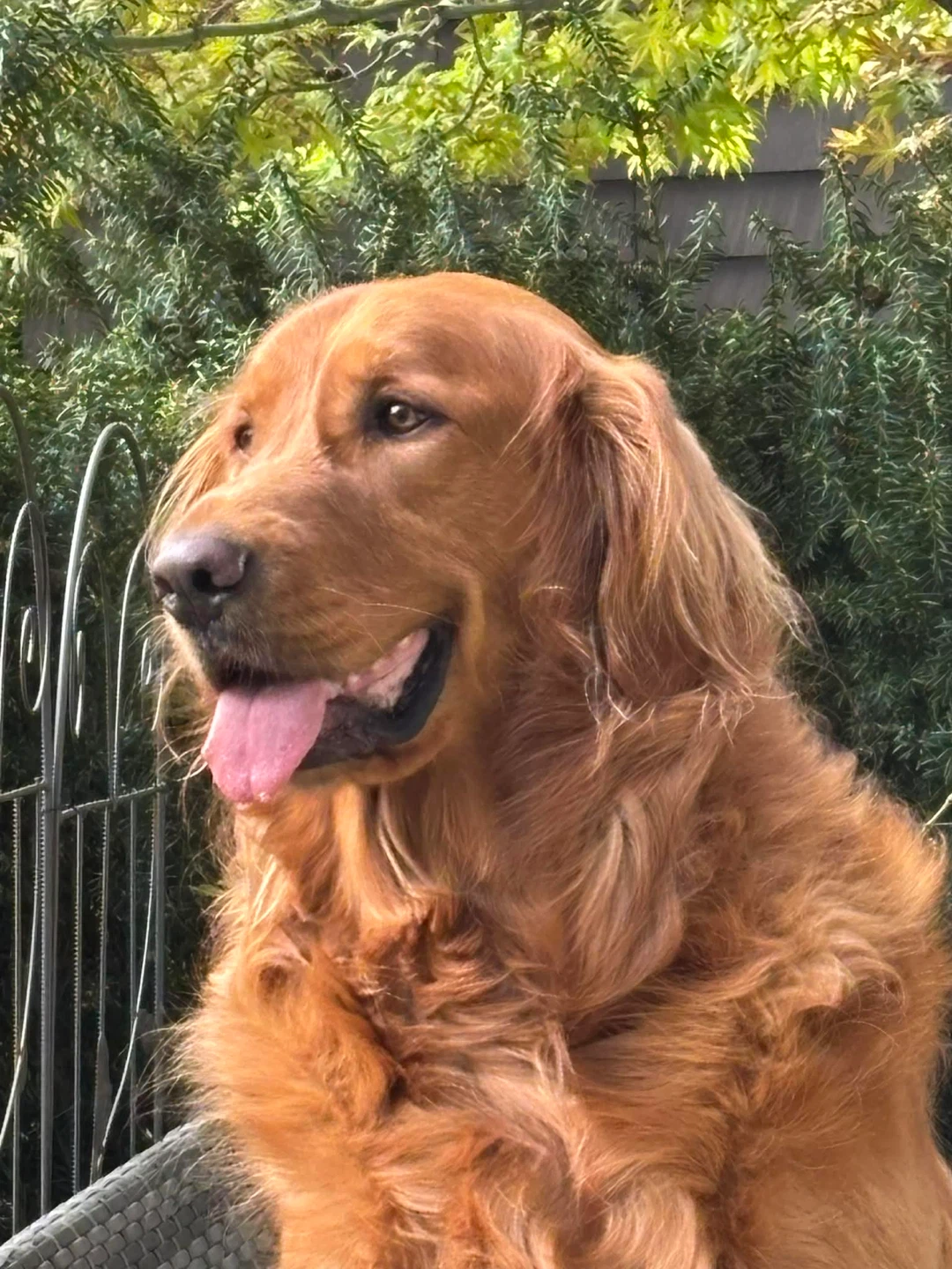 Teresa profile