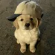 Goguma profile