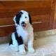 Ry fry profile