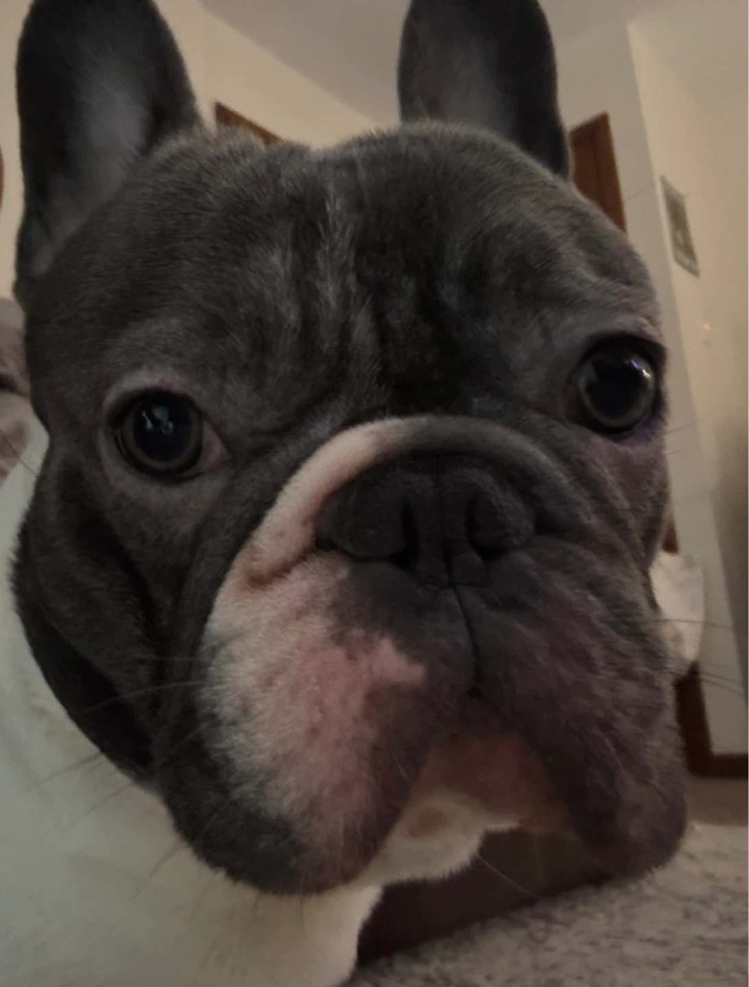 Rolly profile