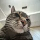 shakila profile