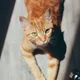 Cam profile