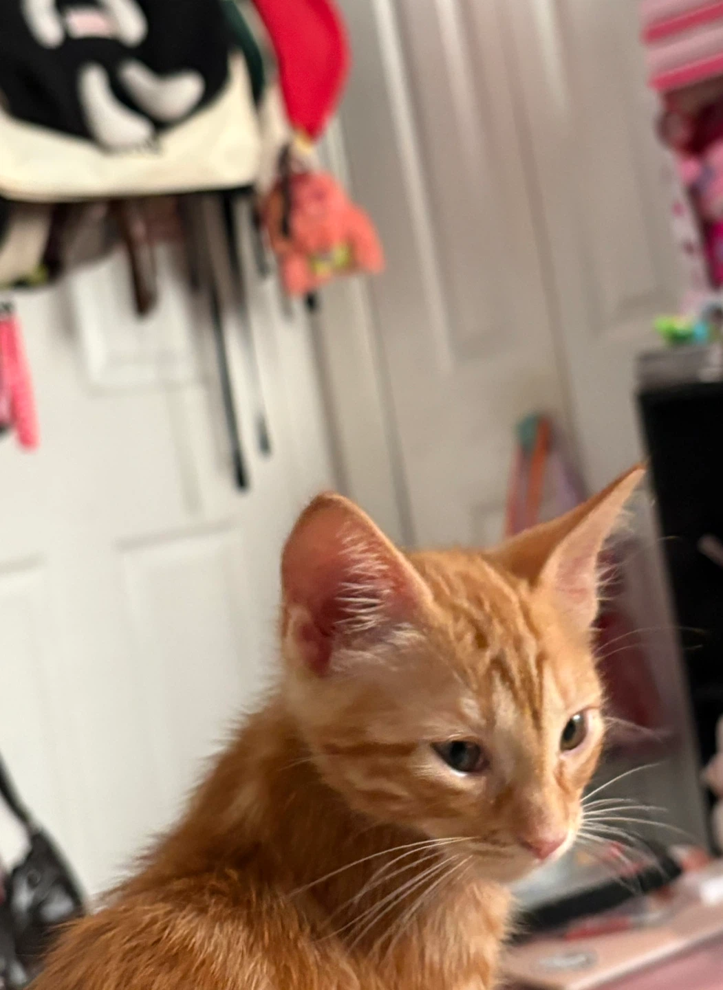 Laney profile