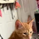 Laney profile