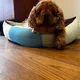 Bibi profile