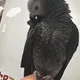 TBHHBB profile