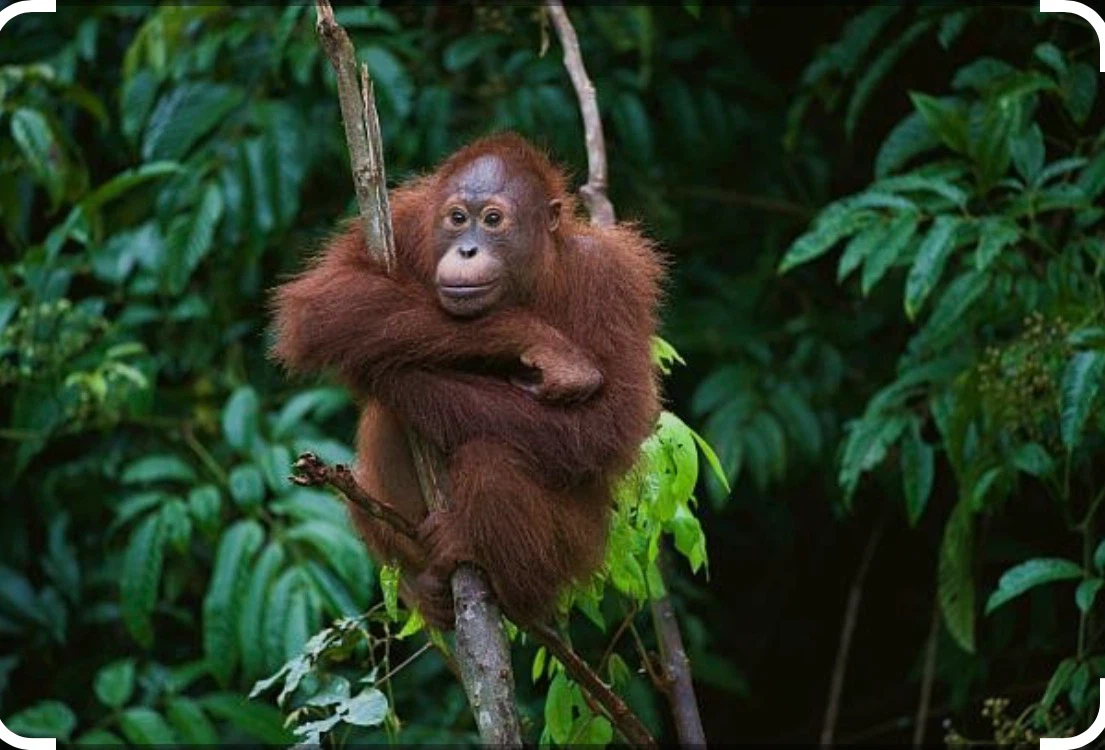 Fety Borneo profile