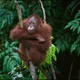 Fety Borneo profile