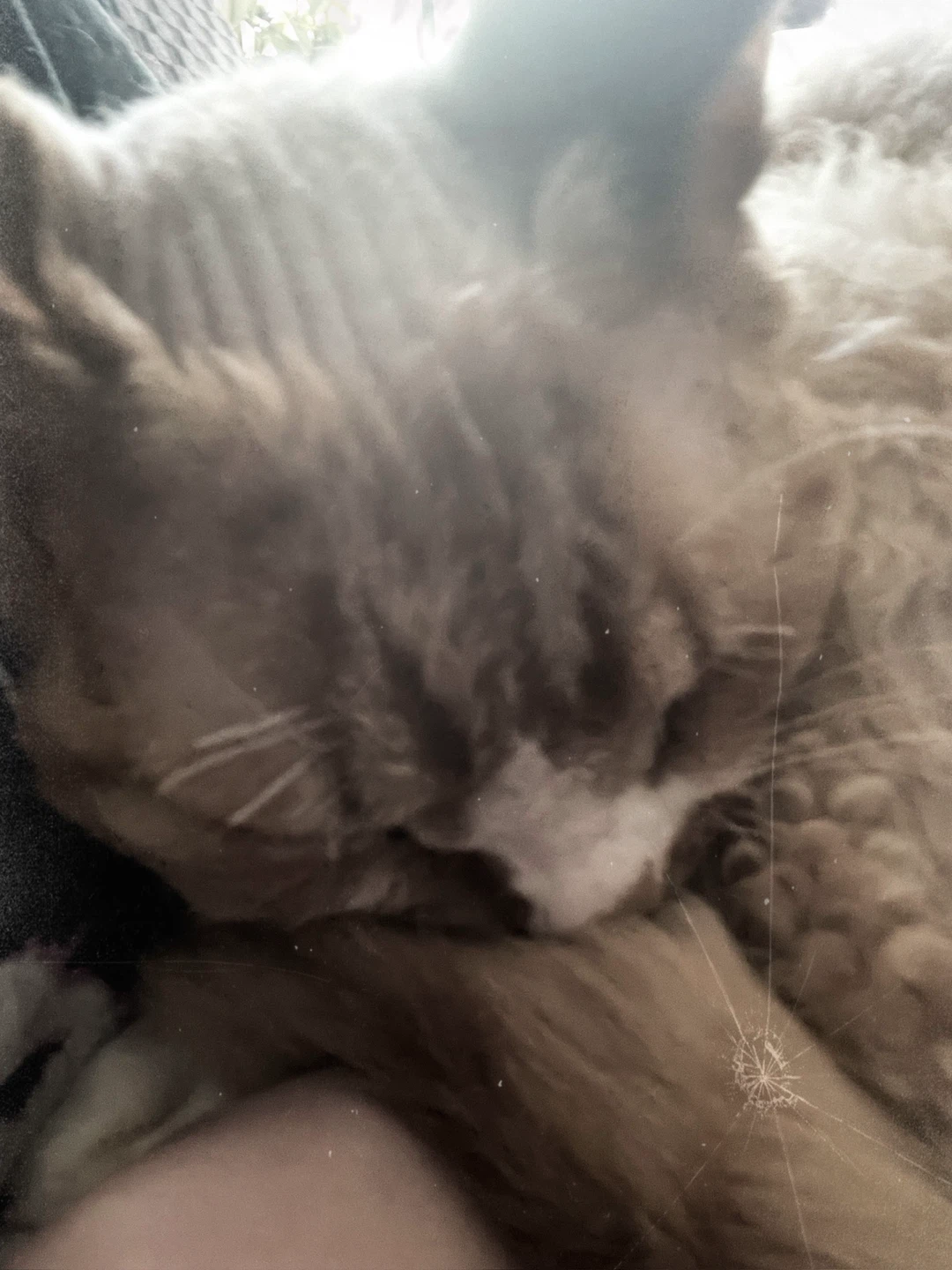 remy profile