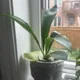 Niki profile