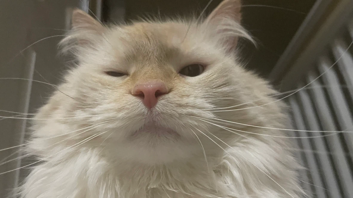 Apollo King profile