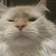 Apollo King profile
