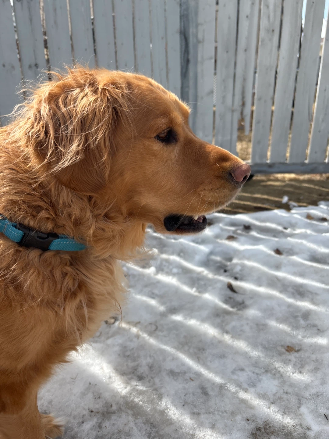 Jack profile