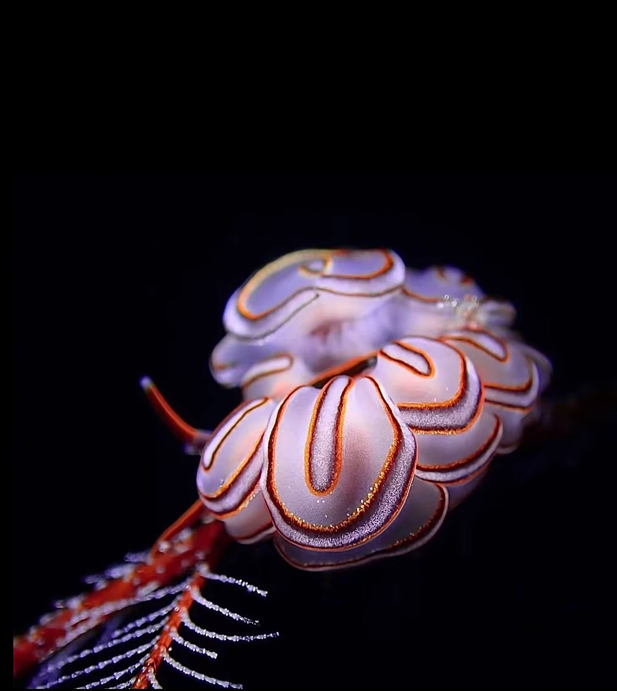Emanmak profile