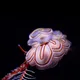 Emanmak profile