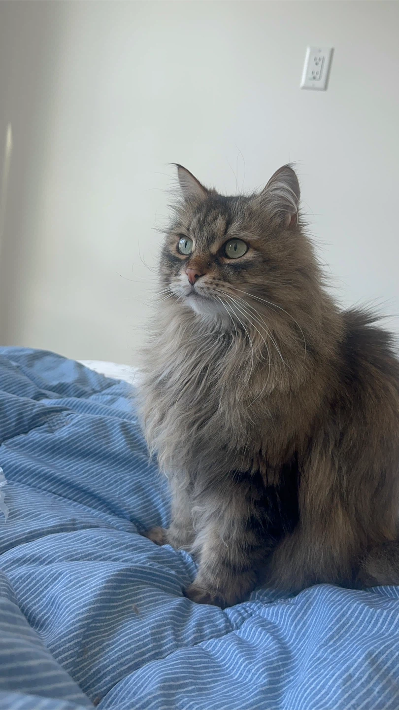 Kapo profile
