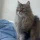 Kapo profile