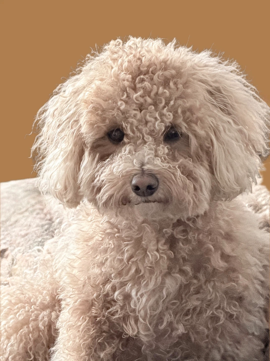 Sam profile