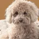 Sam profile