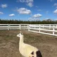 Jen profile