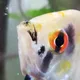 Azra profile