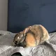 Karen profile