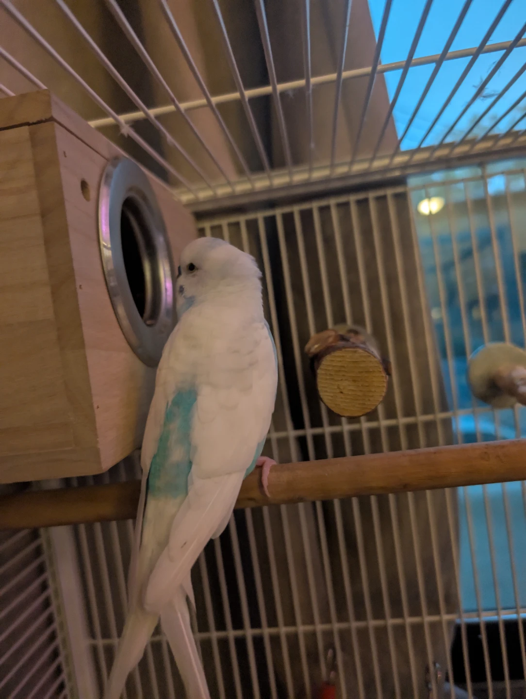 Budgie Emperor profile