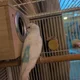 Budgie Emperor profile