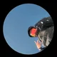 Ethan Liu profile