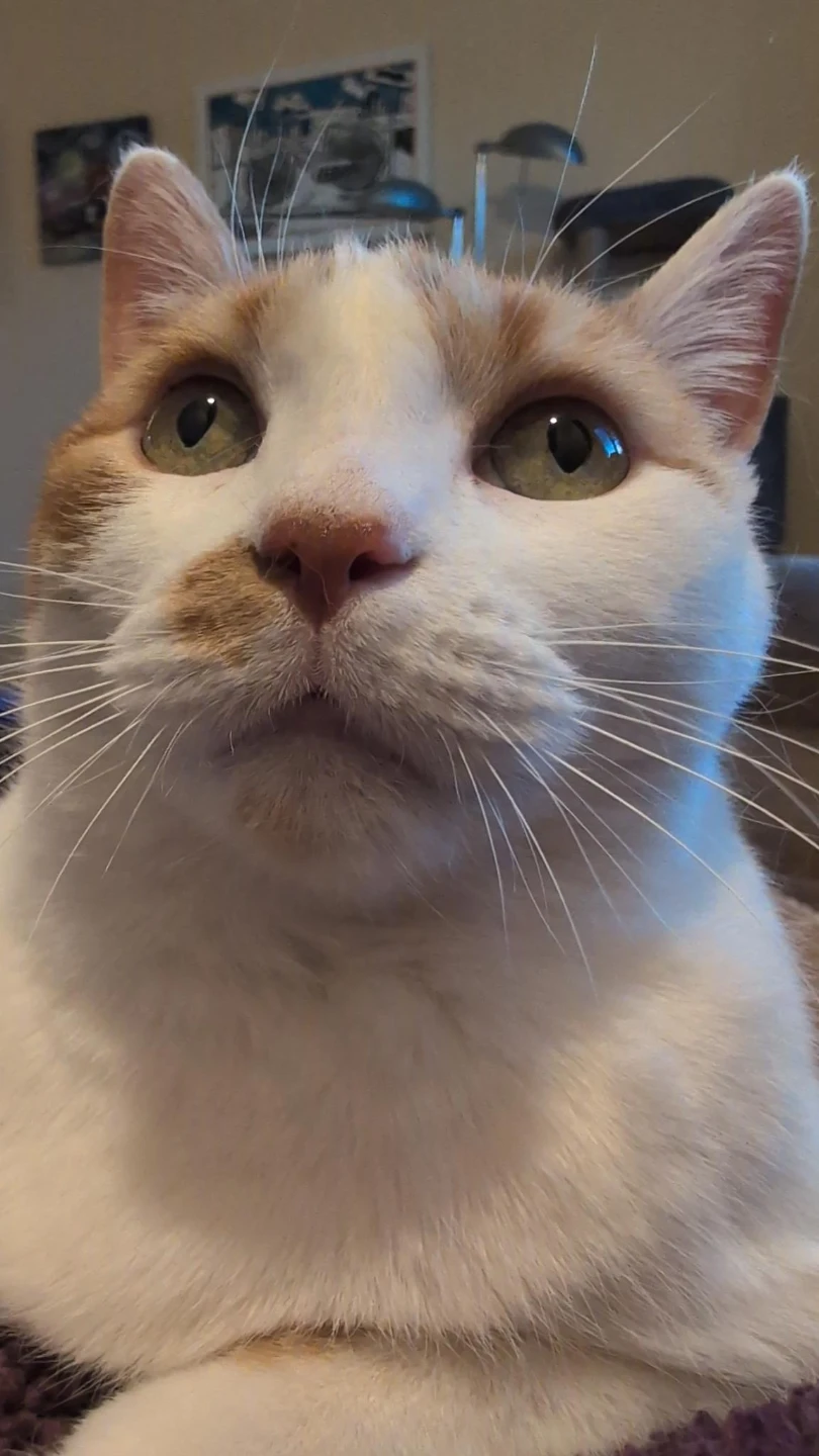 Molly profile