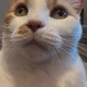 Molly profile