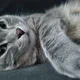 Peter profile