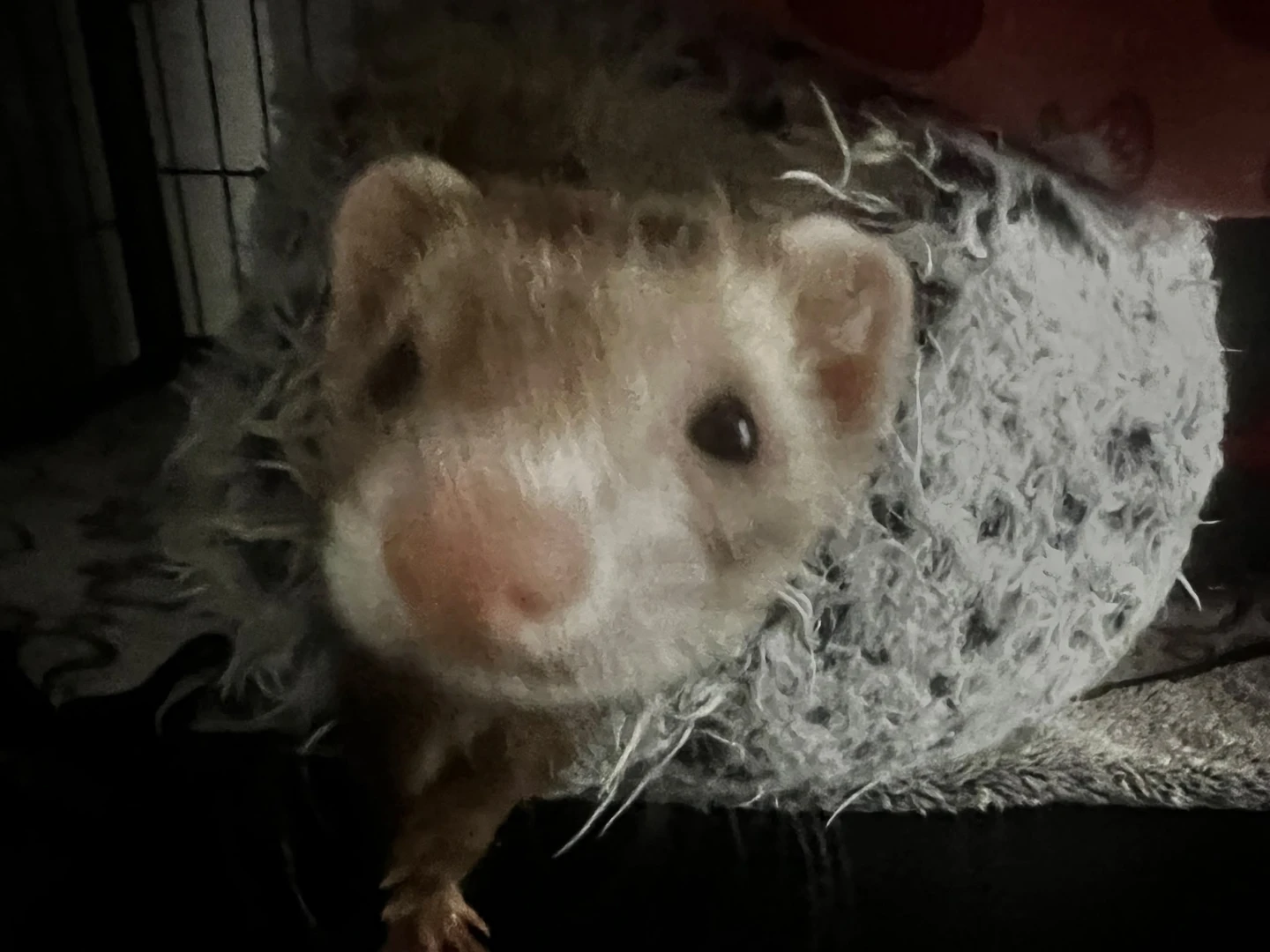 Azlan