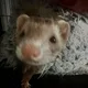 Azlan profile