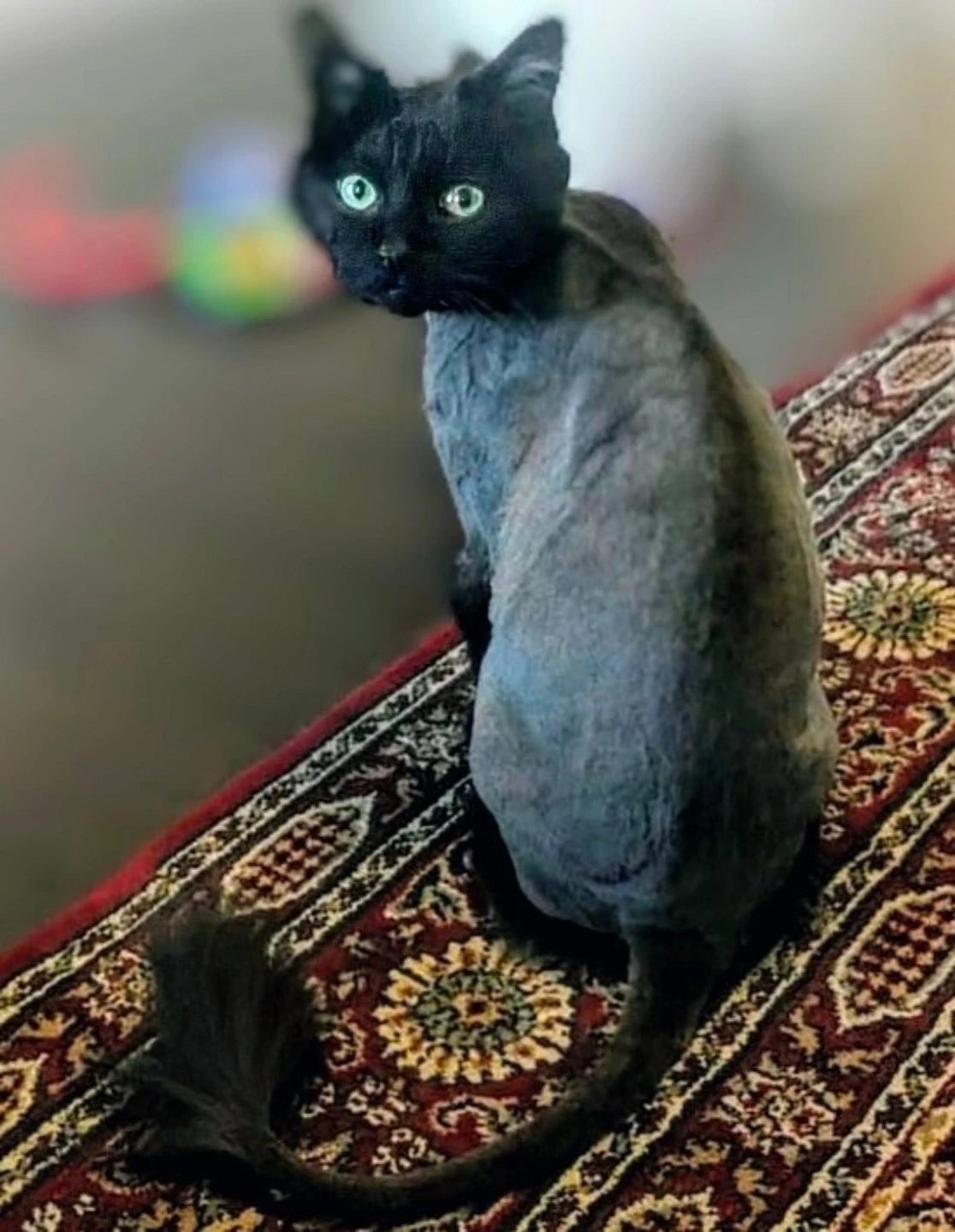Neesha profile