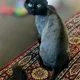 Neesha profile