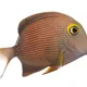 Matthew profile