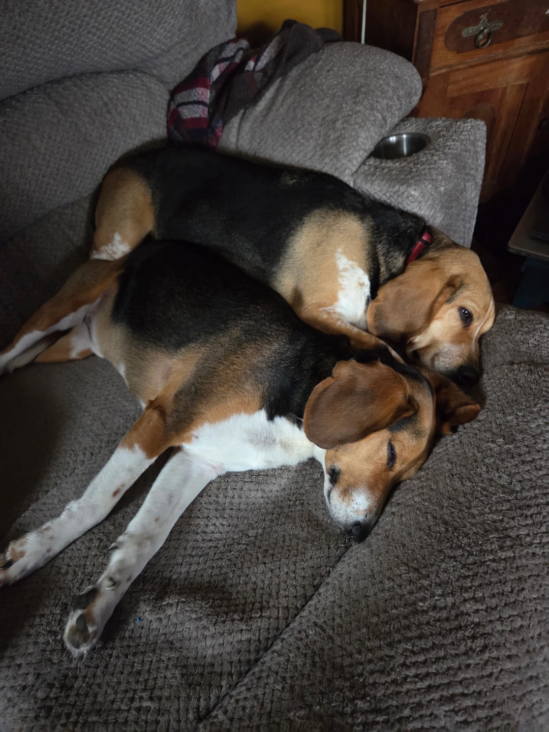 Double Beagle profile