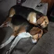 Double Beagle profile